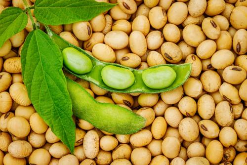 ケトジェニックに大豆製品は100%役立つ!簡単に続けられるレシピとかお伝えします。 | ミウラタクヤ商店