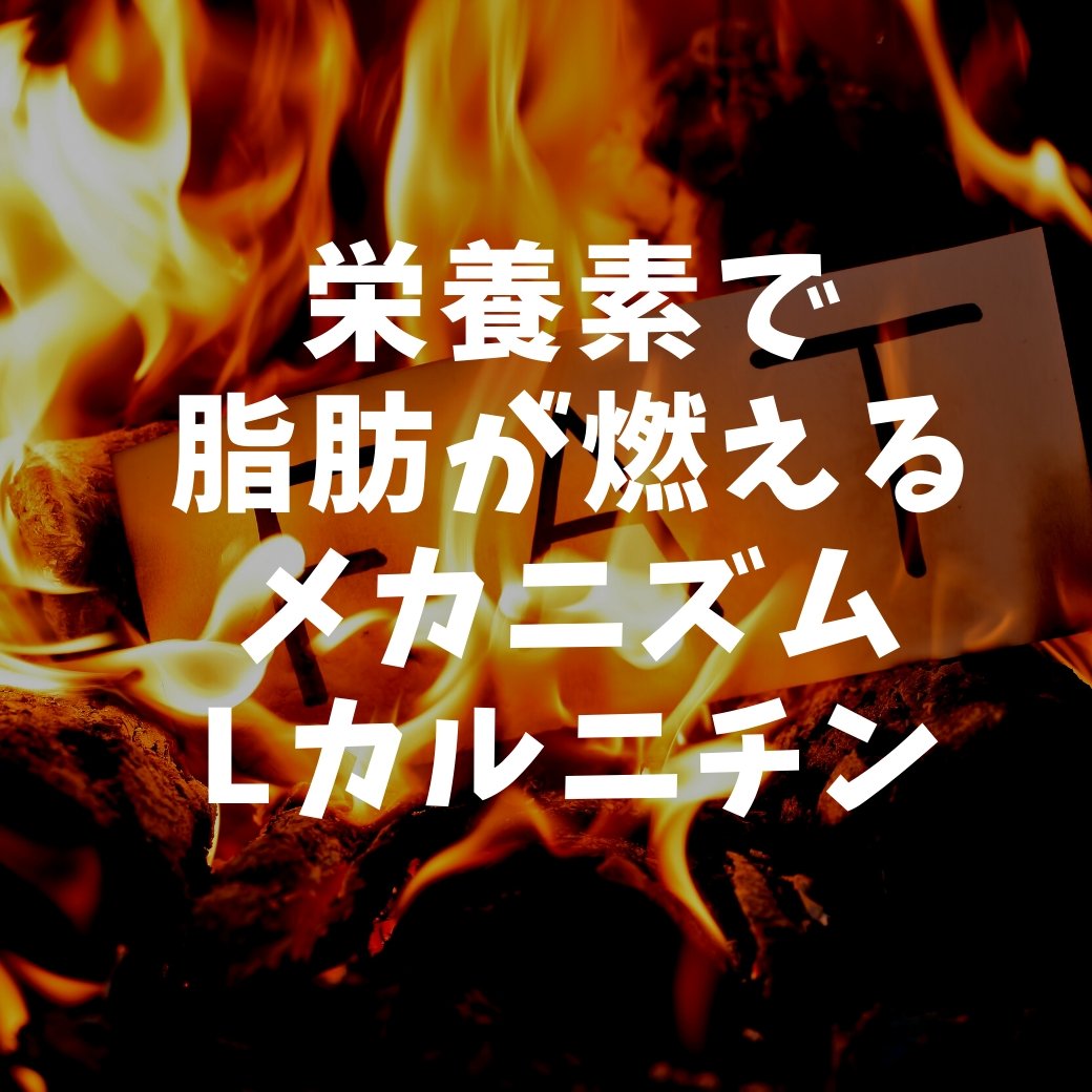 脂肪燃焼のって具体的に説明できる?脂肪を燃やすメカニズムとタイミング。 | ミウラタクヤ商店