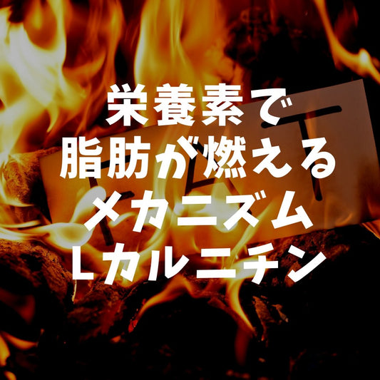 脂肪燃焼のって具体的に説明できる？脂肪を燃やすメカニズムとタイミング。 | ミウラタクヤ商店